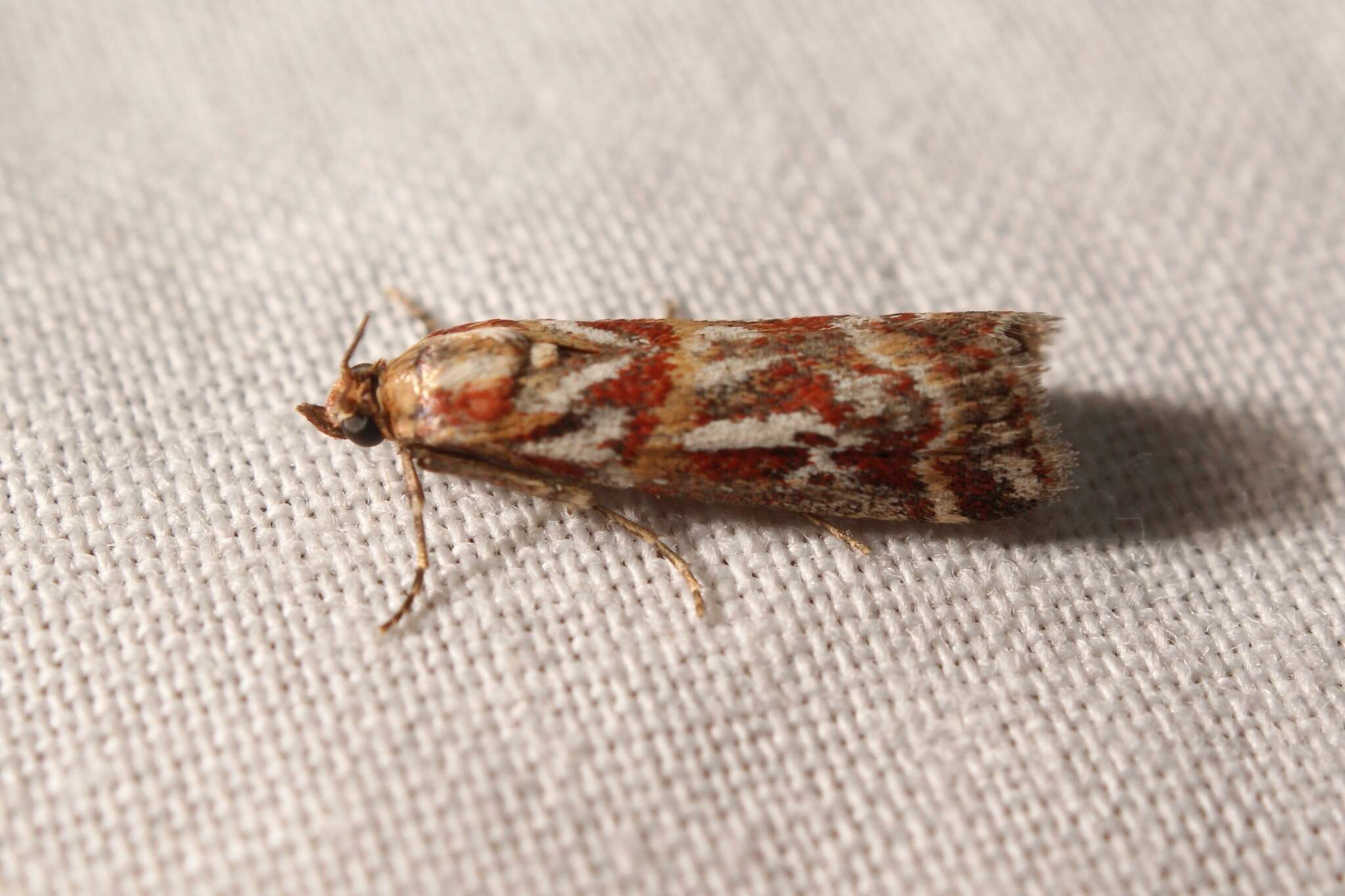 Imagem de Acrobasis porphyrella Duponchel 1836