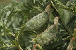 Image of Vicia argentea Lapeyr.