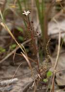 Image of Drosera banksii R. Br. ex DC.