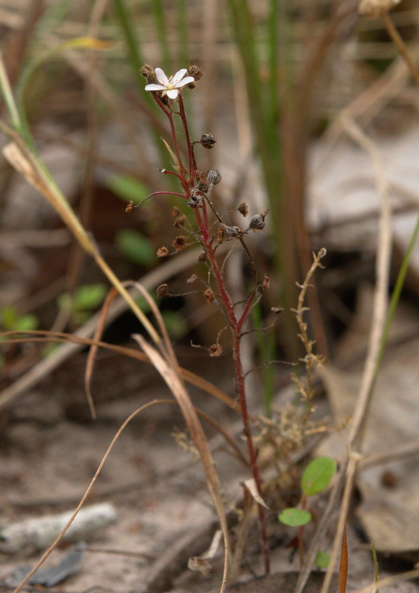 Image of Drosera banksii R. Br. ex DC.