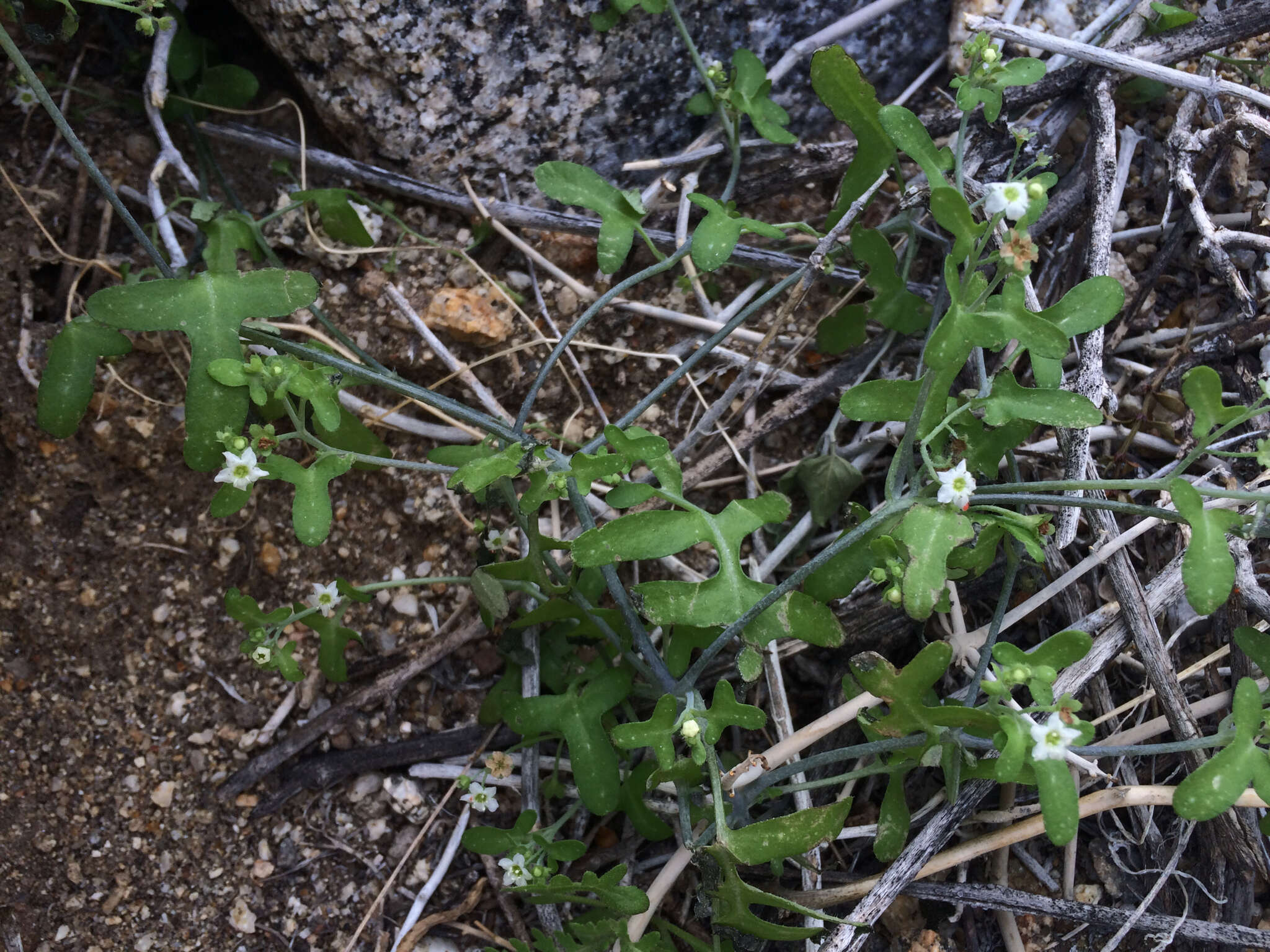 Image of white fiestaflower