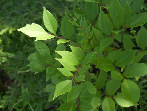 Toxicodendron vernix (L.) Kuntze resmi