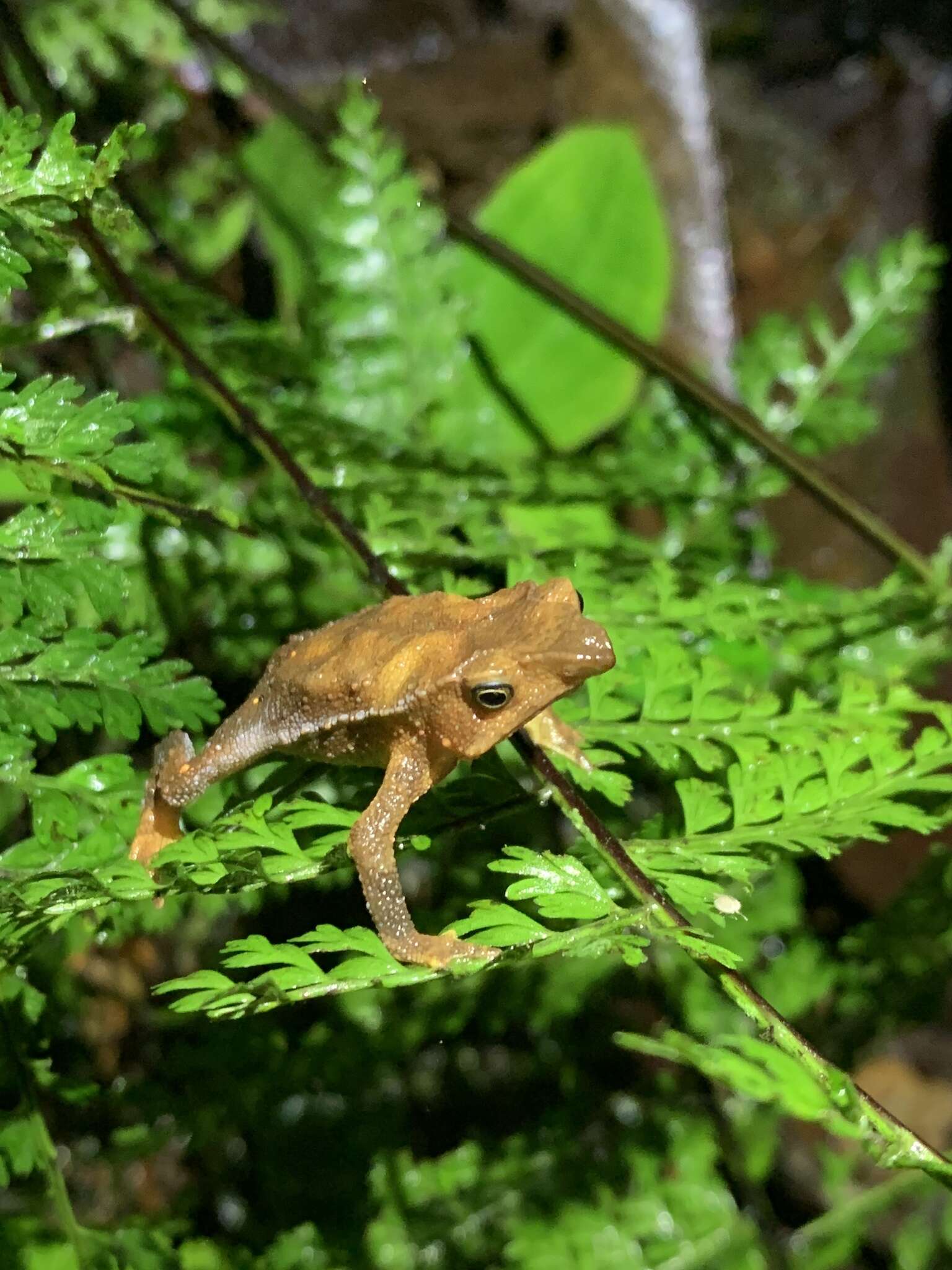 Sivun Rhinella festae (Peracca 1904) kuva