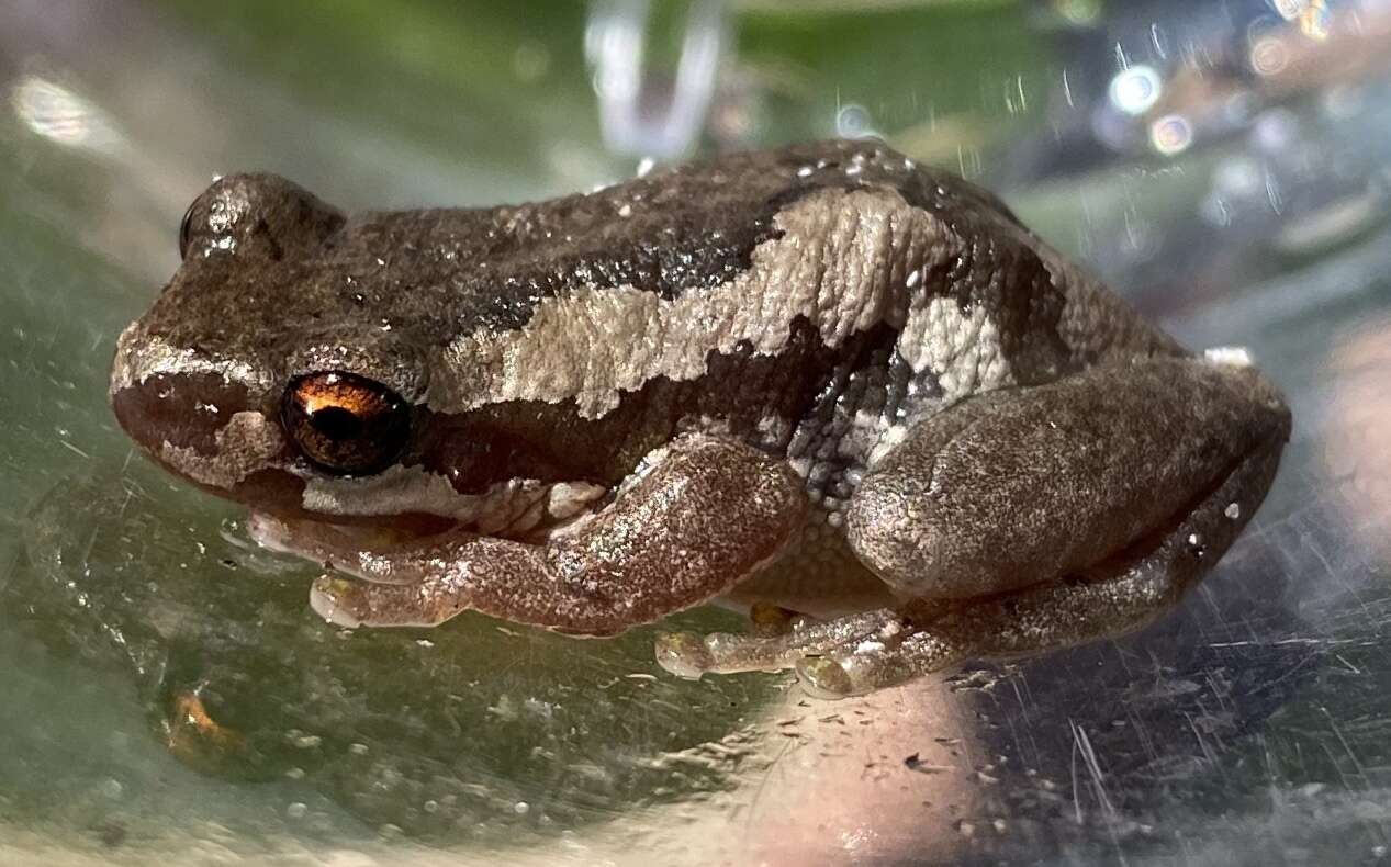 Litoria dentata (Keferstein 1868) resmi