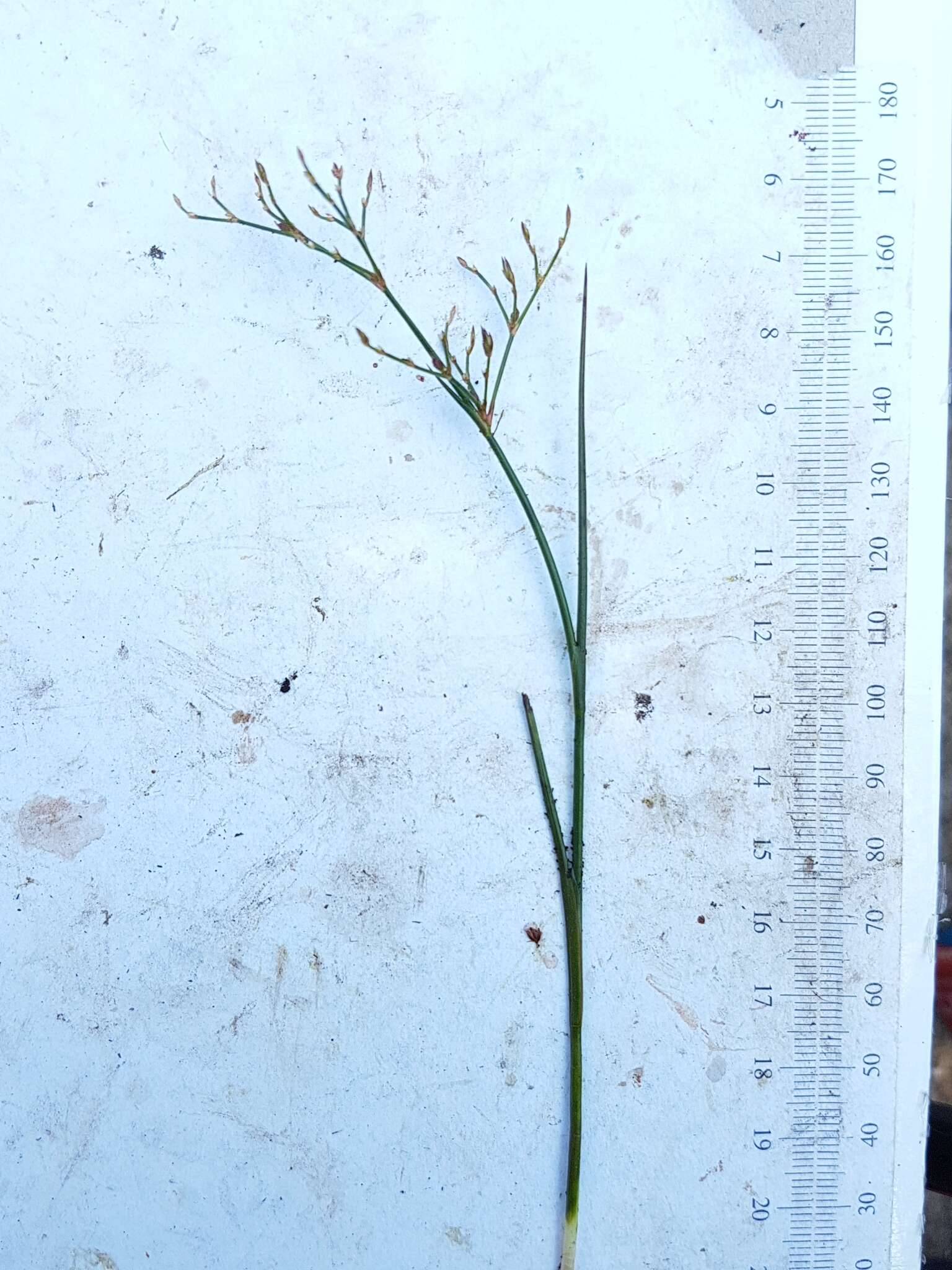 Juncus pelocarpus E. Mey.的圖片