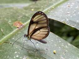 Image of <i>Ithomia pseudoagalla</i>