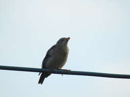 Image of Chestnut-tailed Starling