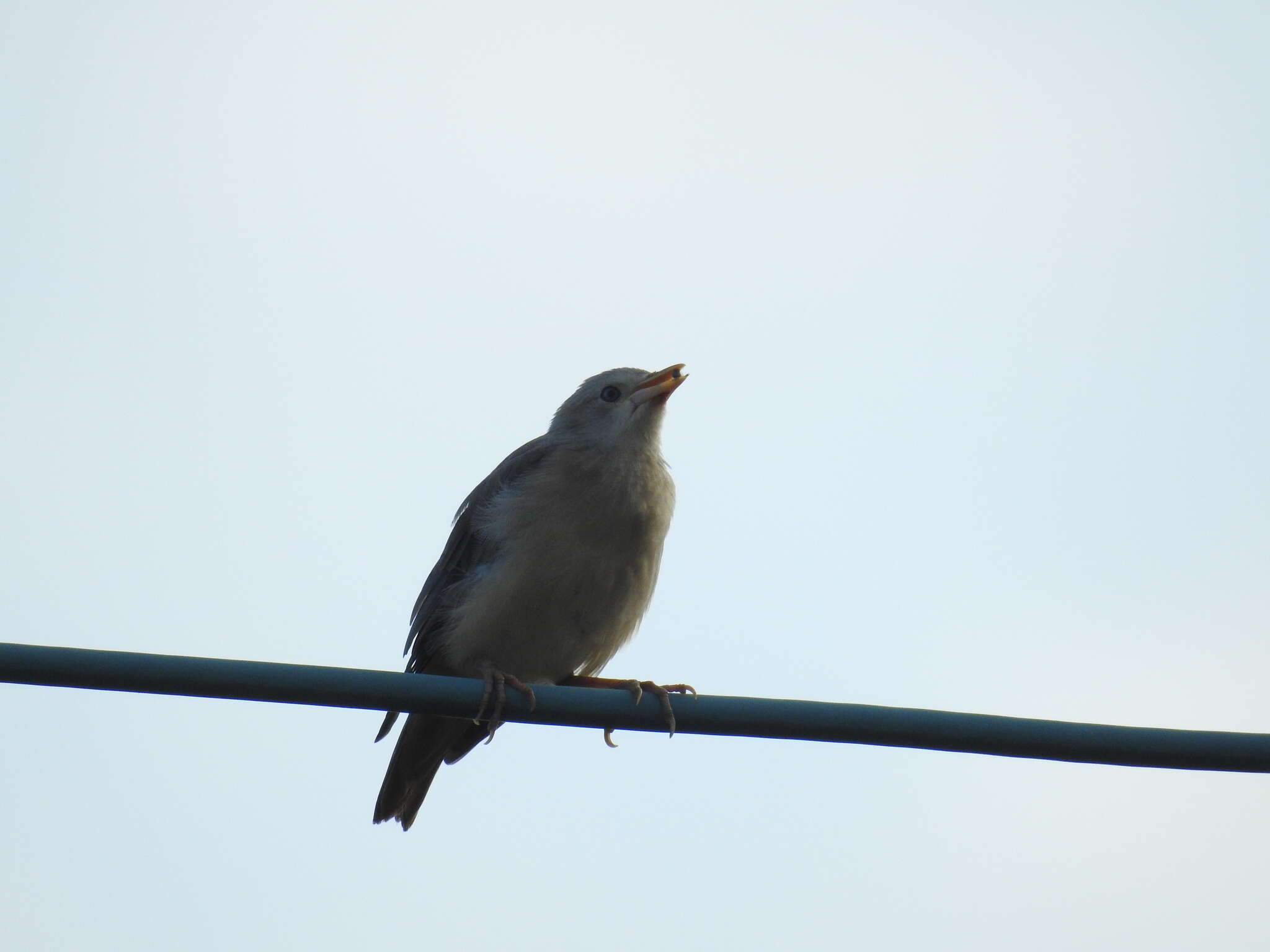 Image of Chestnut-tailed Starling