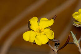 Image of Hibbertia pubens