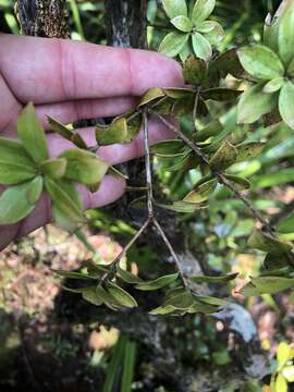 Image of Archeria racemosa Hook. fil.