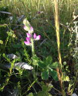 Plancia ëd Lupinus hirsutissimus Benth.