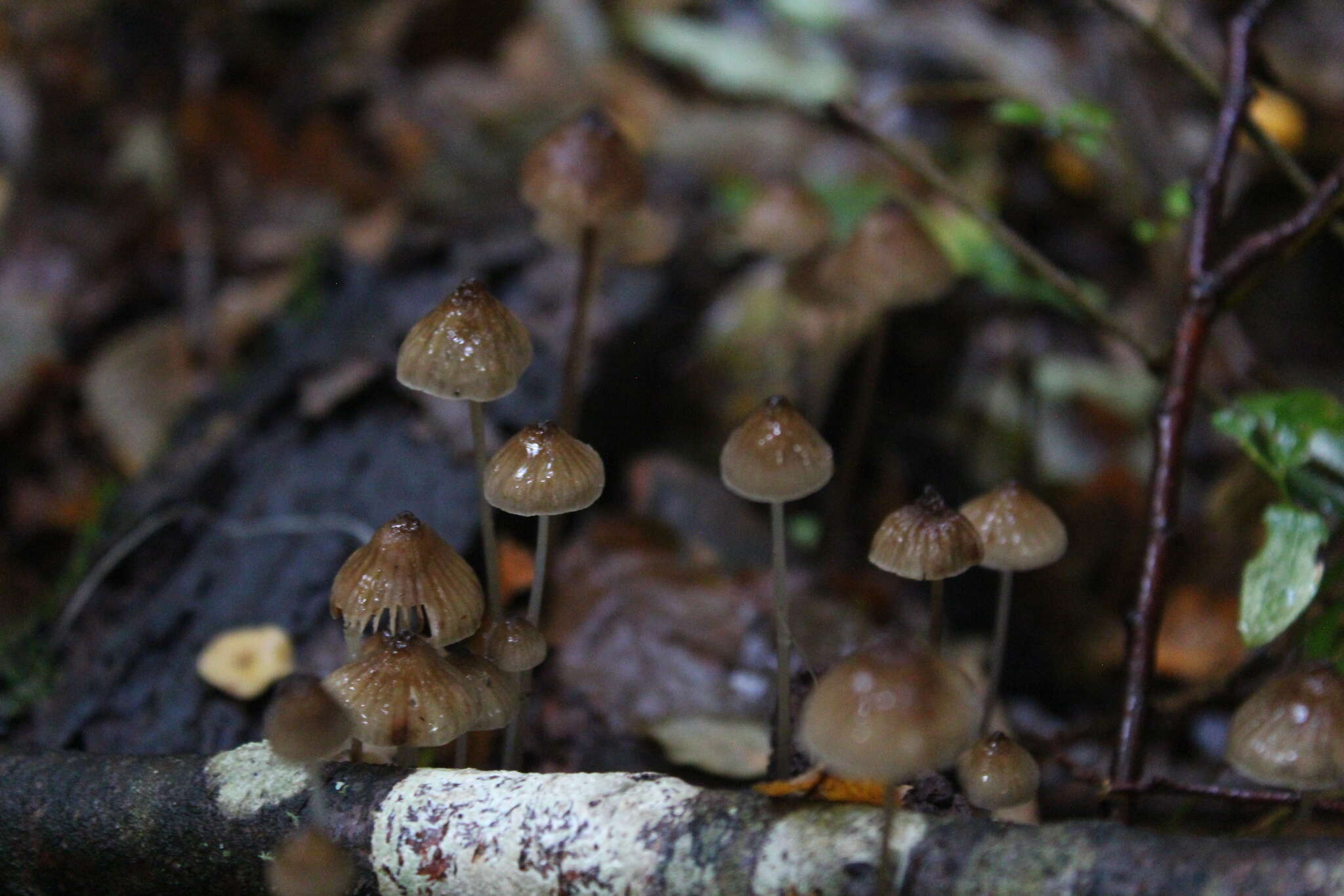 Image of Mycena filopes (Bull.) P. Kumm. 1871