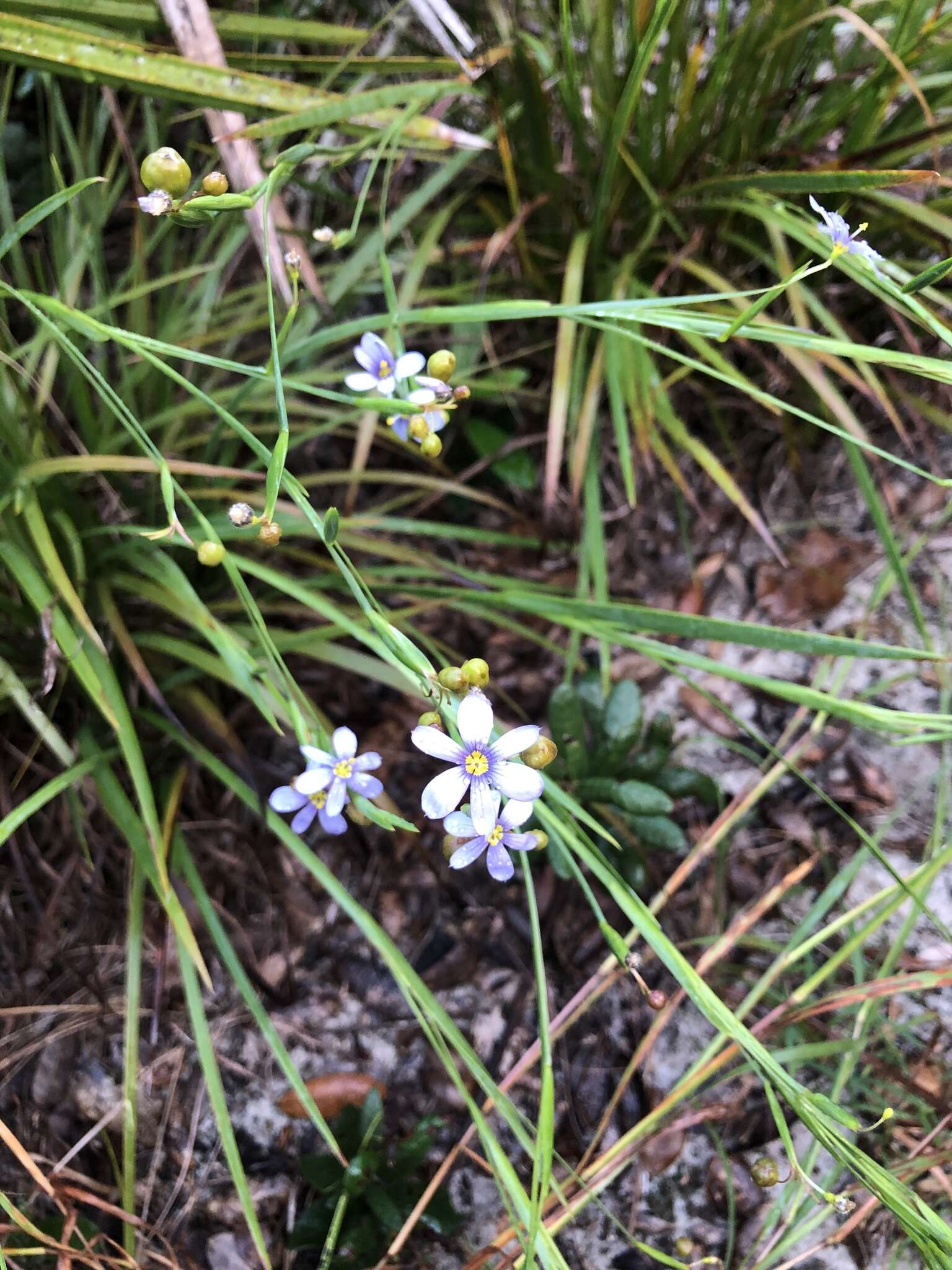 Image of jeweled blue-eyed grass