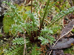 Image of Brachyscome nivalis F. Müll.