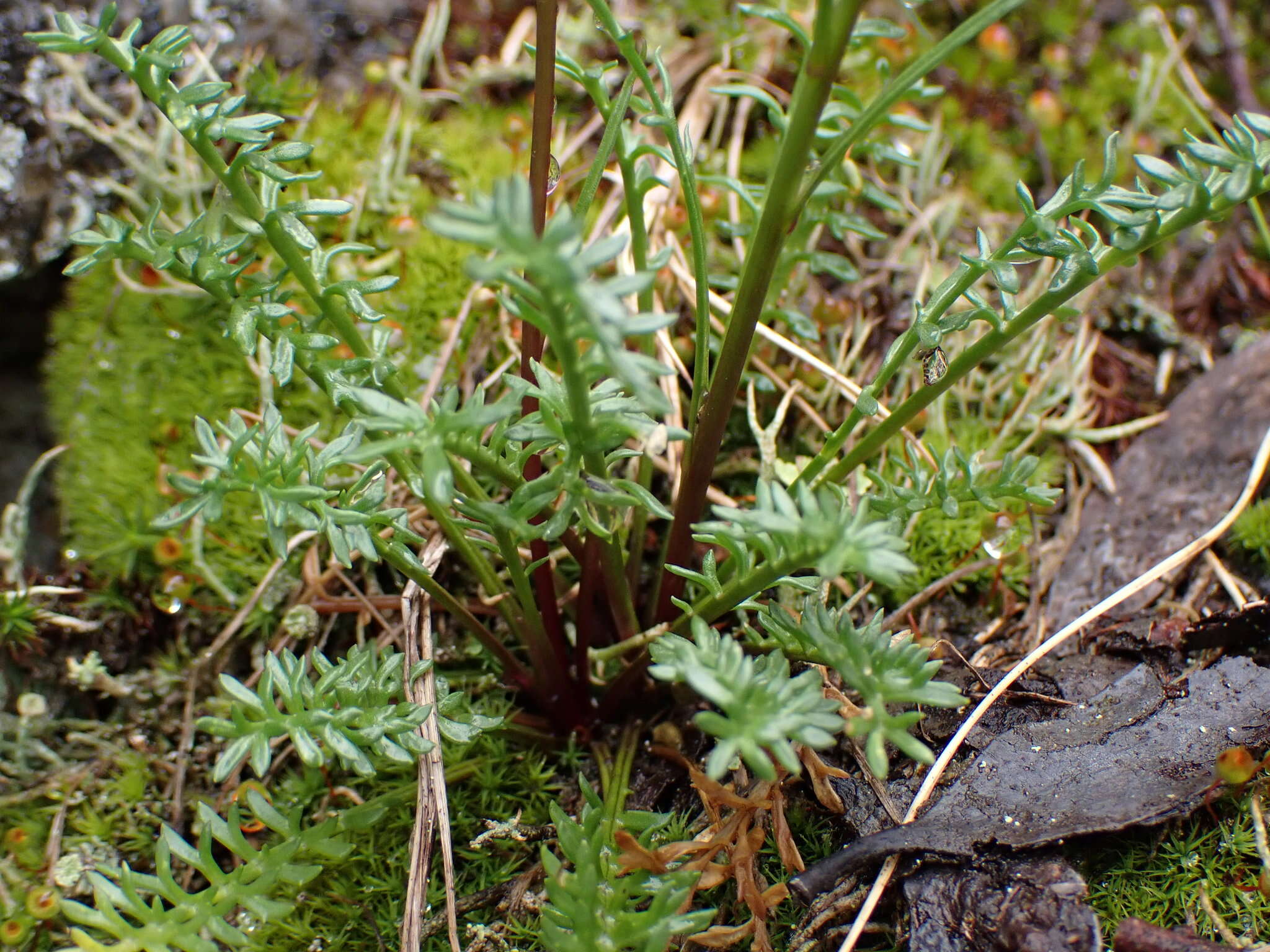 Image of Brachyscome nivalis F. Müll.