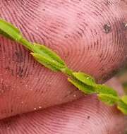 Image of Hairy St. John's-Wort