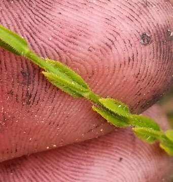 Image of Hairy St. John's-Wort