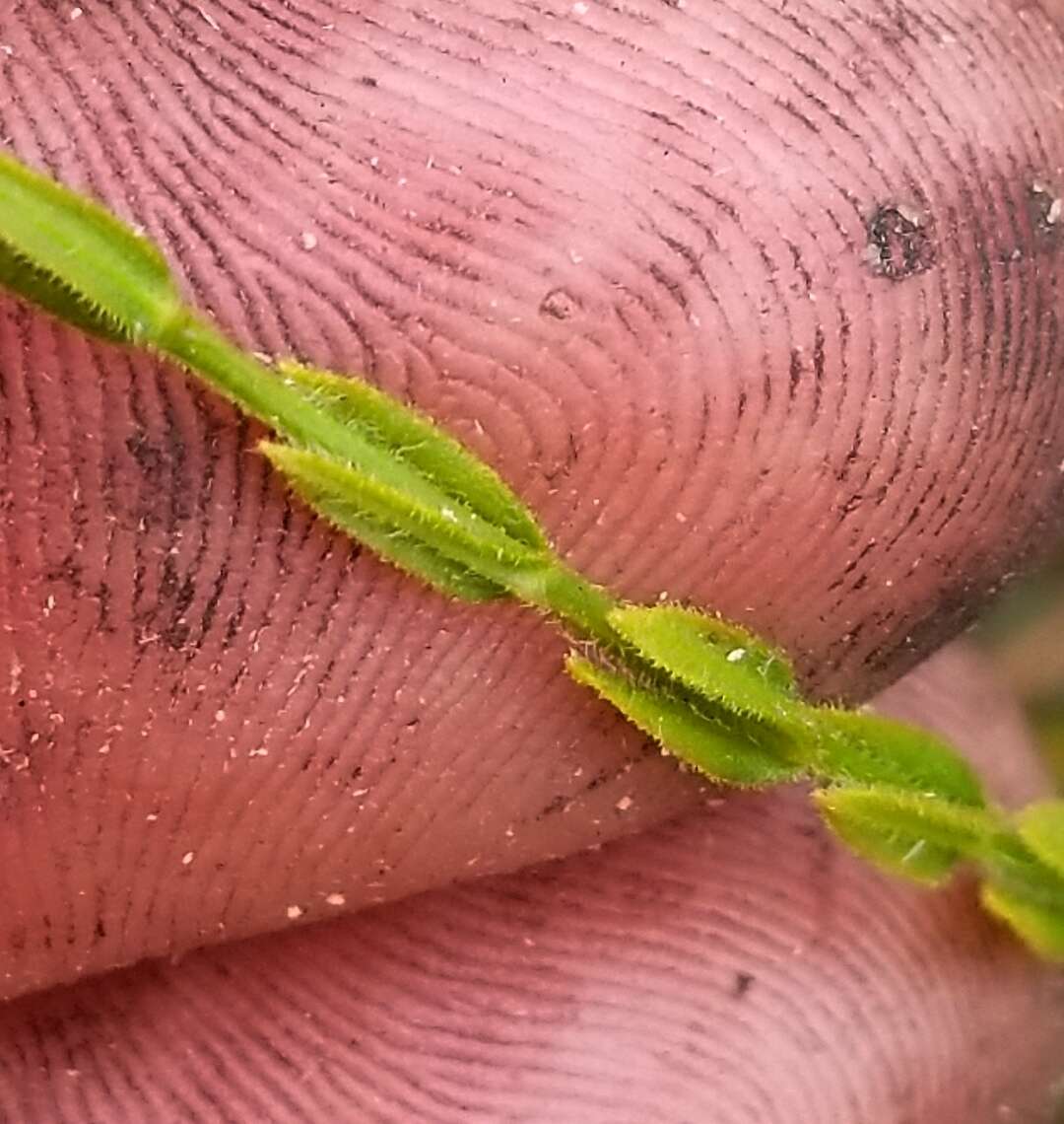 Image of Hairy St. John's-Wort