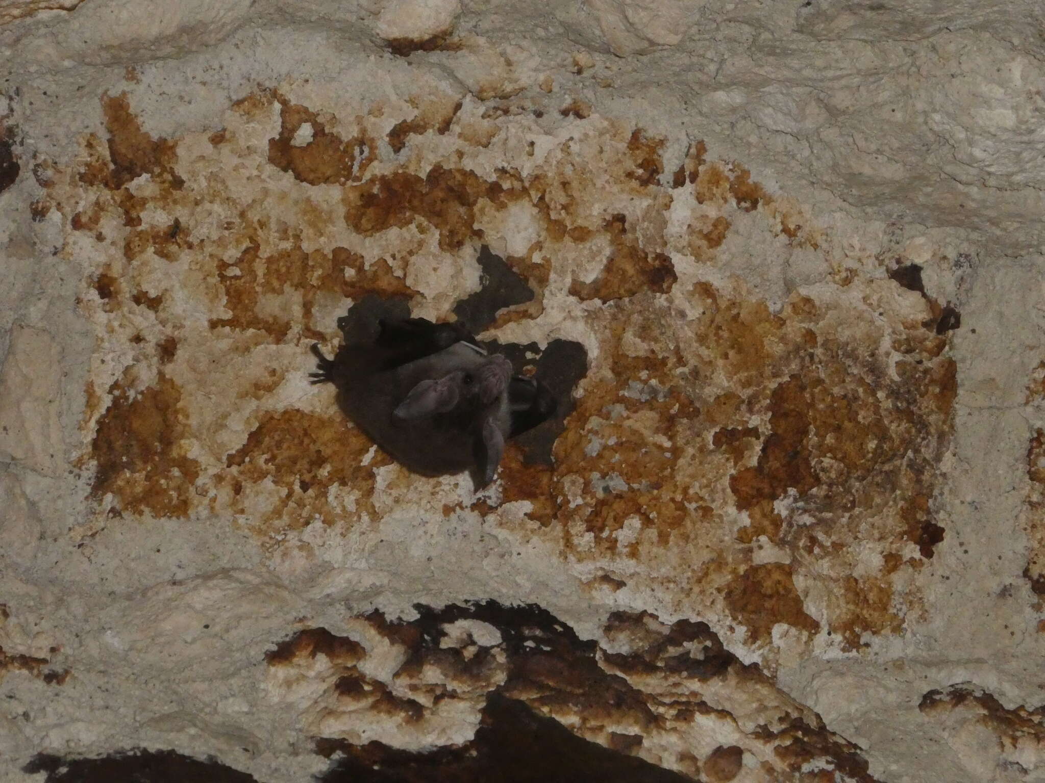 Image of big-eared woolly bat