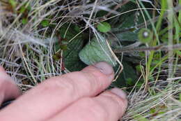 Image of Brachyglottis lagopus (Raoul) B. Nord.