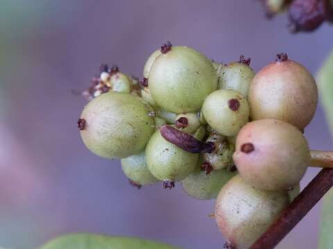 Image de Lonicera interrupta Benth.