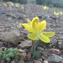 Plancia ëd Hesperantha flava G. J. Lewis