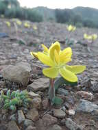 Image of Hesperantha flava G. J. Lewis