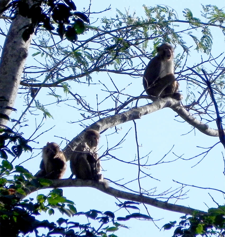 Image of Assam Macaque