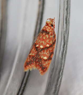 Image of Lophopepla igniferella Walker 1864