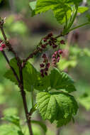 Image of Rock Red Currant