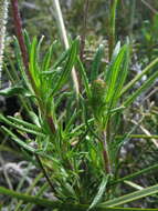 Image of fringed daisy-bush