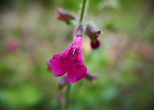 Imagem de Salvia angustiarum Epling