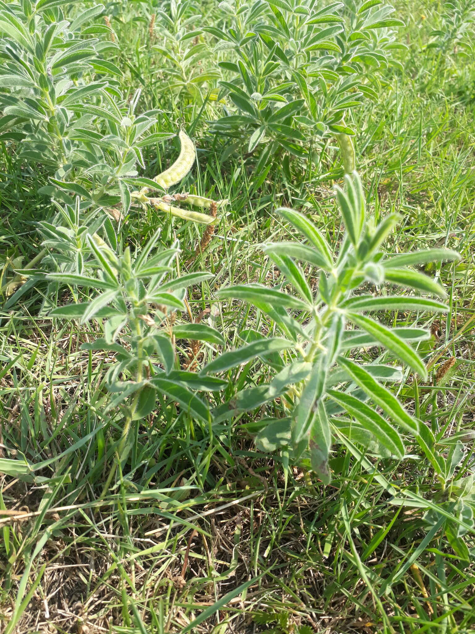 Слика од Thermopsis lanceolata R. Br.