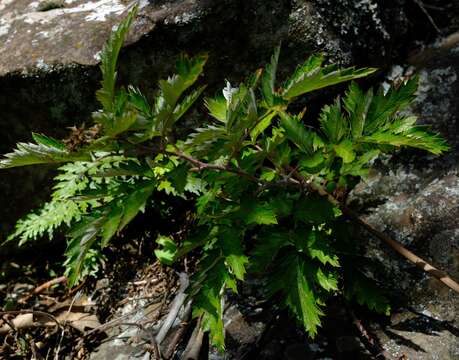 Image of Rubus ludwigii Eckl. & Zeyh.