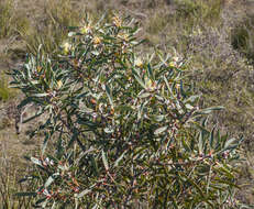 Image of Hakea cinerea R. Br.