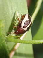 Image of Calligrapha (Bidensomela) bidenticola Brown 1945