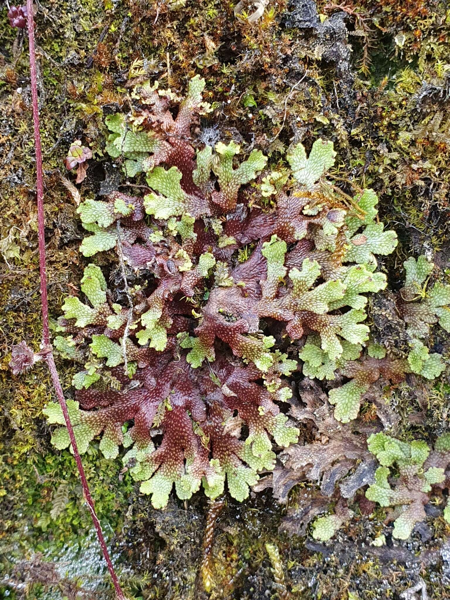 Image of Conocephalum japonicum (Thunb.) Grolle