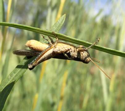 Melanoplus lakinus (Scudder & S. H. 1878)的圖片