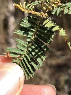 Image of Vachellia bidwillii (Benth.) Kodela