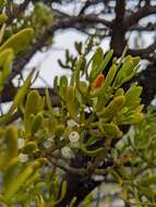 Image of dense mistletoe