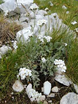 Achillea clavennae L. resmi