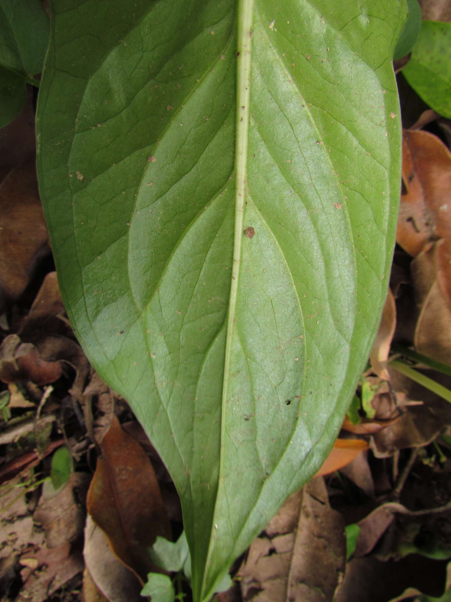 Image of Spathicarpa hastifolia Hook.