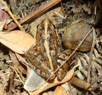 Image of Gray's Stream Frog