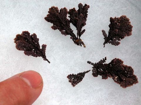 Image of <i>Bossiella plumosa</i>