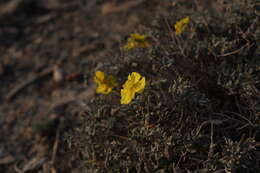 Image of Helianthemum songaricum Schrenk