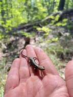 Image of Plethodon petraeus Wynn, Highton & Jacobs 1988