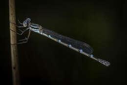 Image of Dune Ringtail