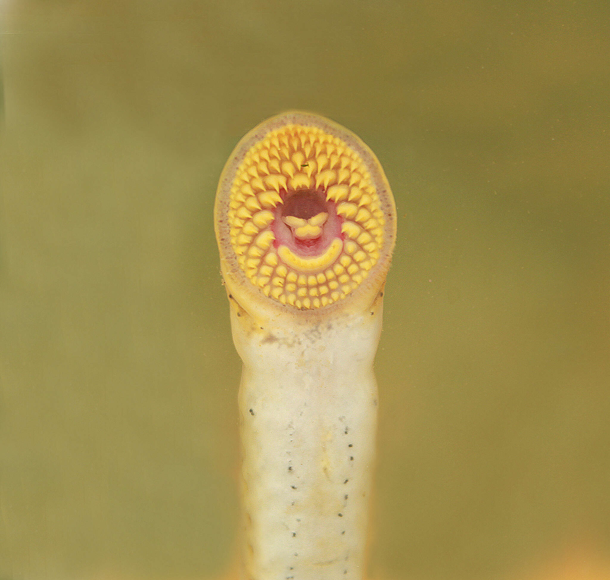 Image of Mountain Brook Lamprey