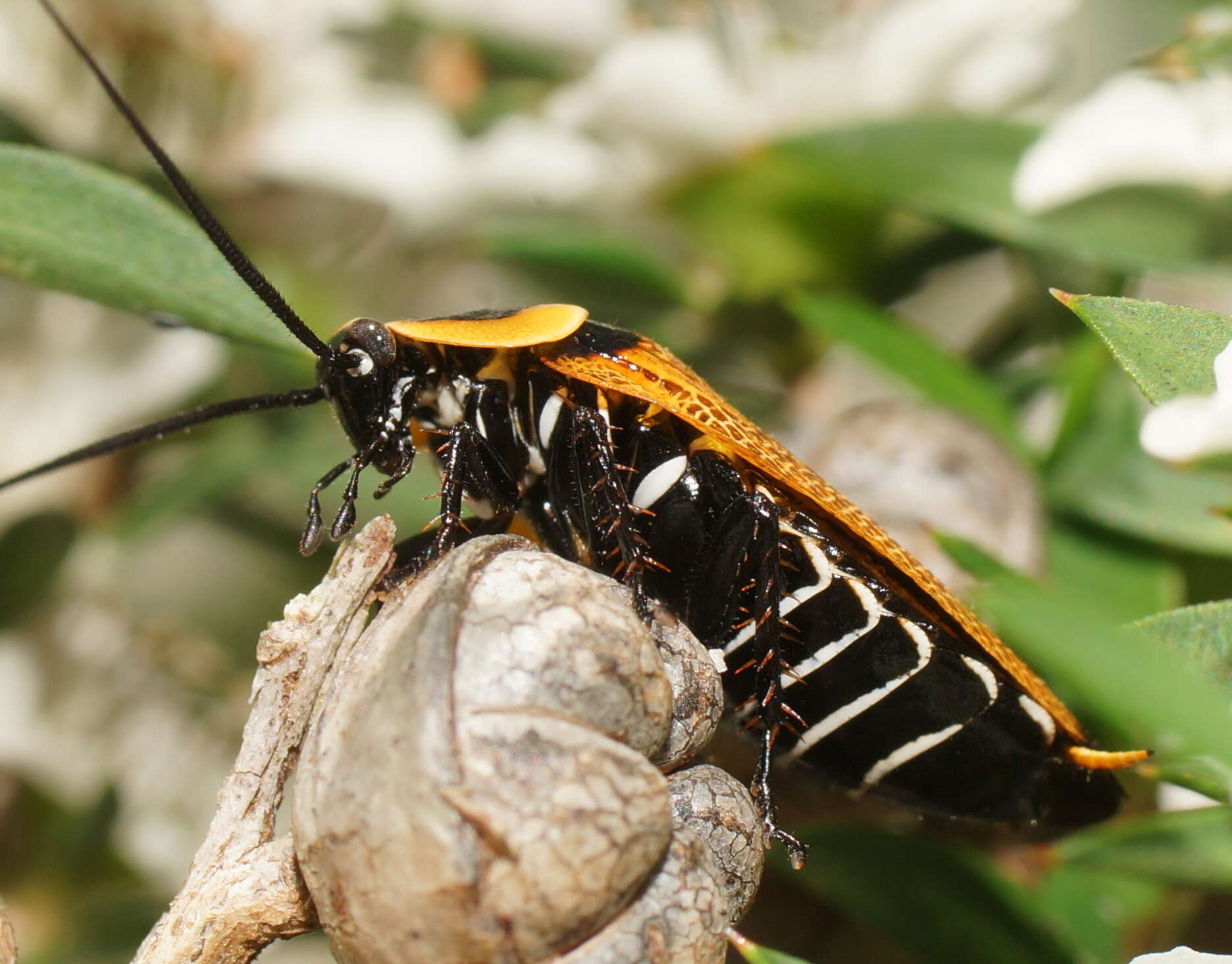 Image of Ellipsidion australe Saussure 1863