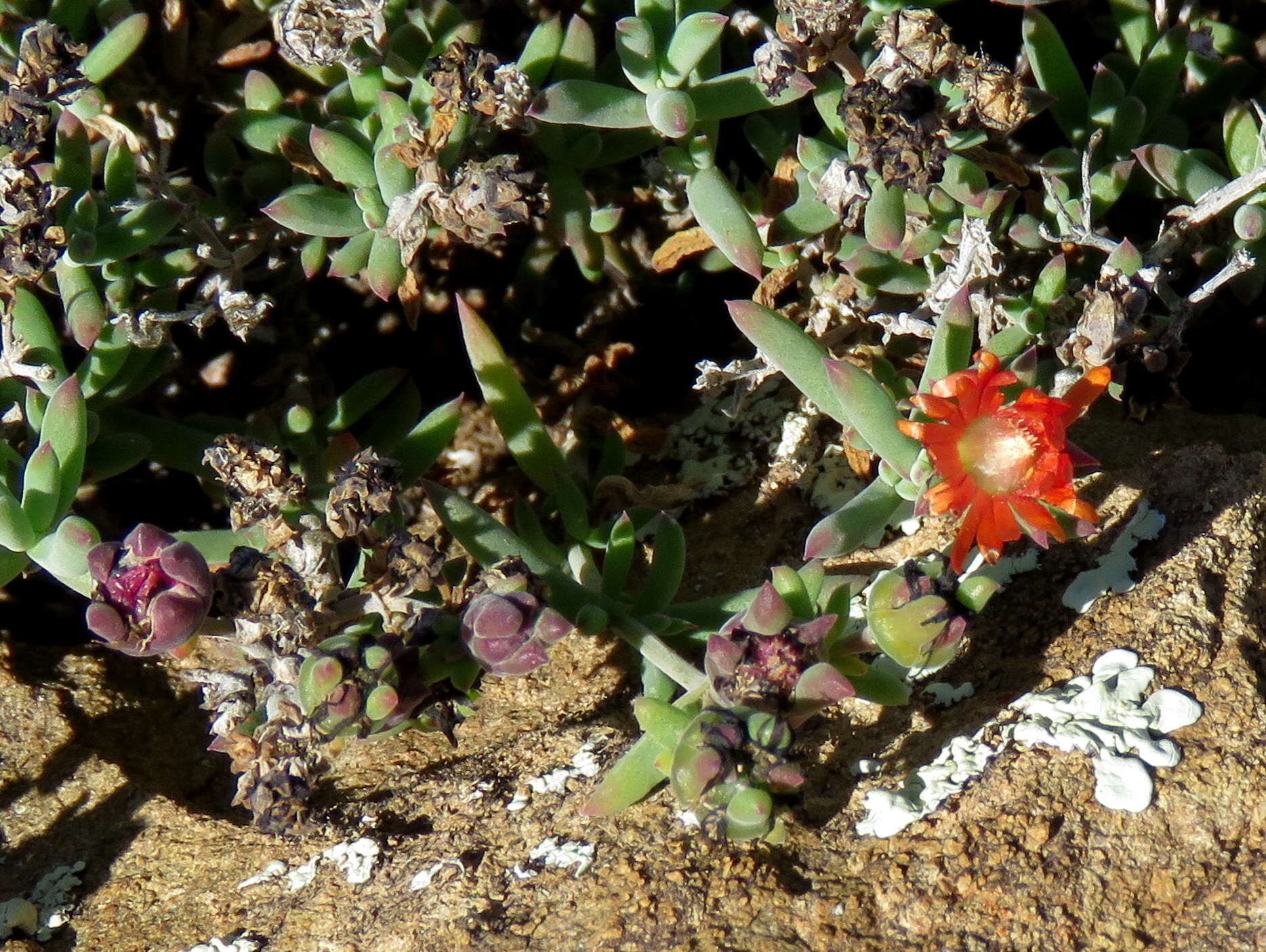 Image of Delosperma ornatulum N. E. Br. ex Stapf